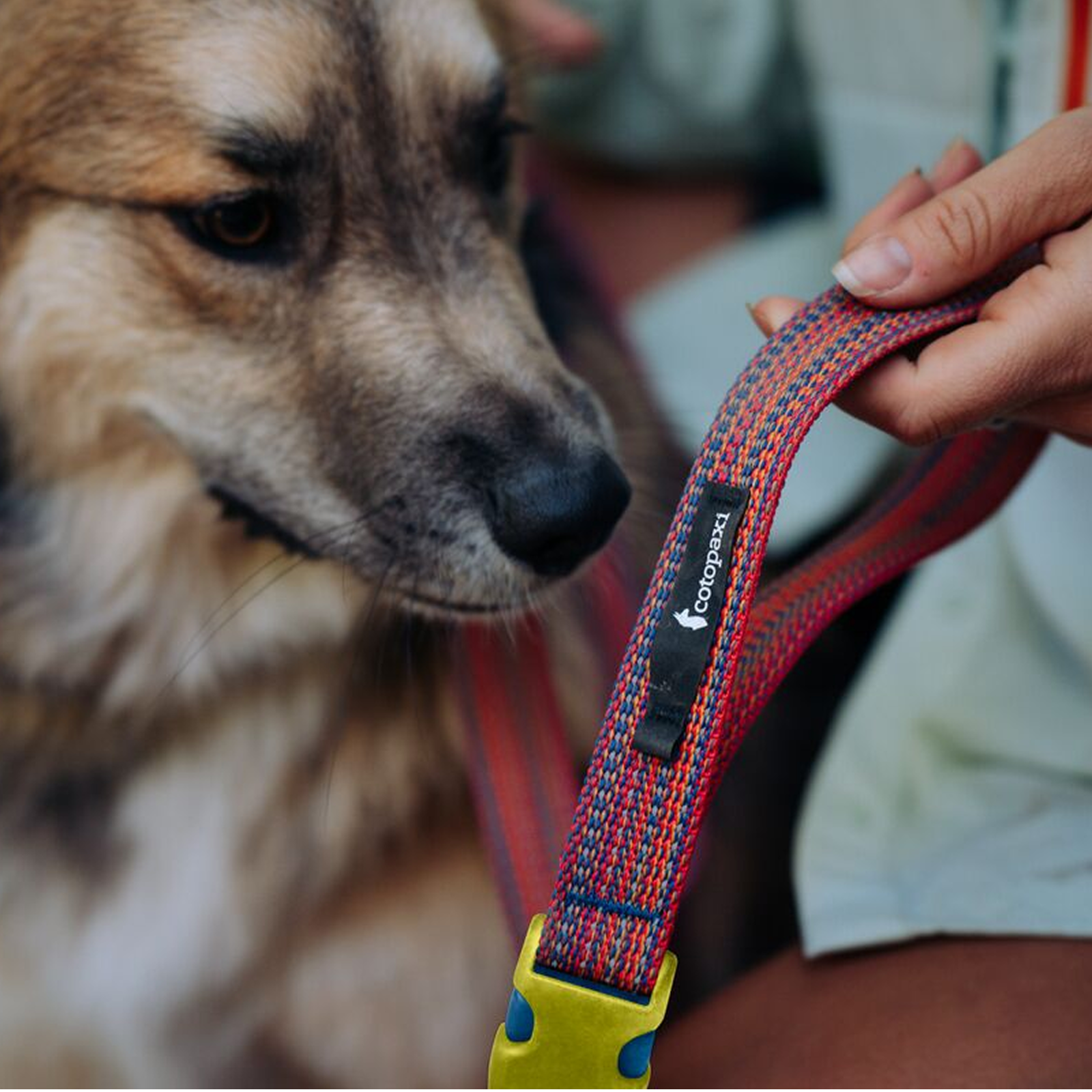 Del Día Dog Leash - Image 6